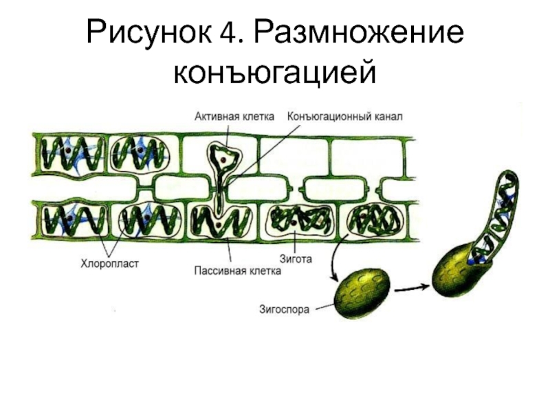 Конъюгация водорослей. Конъюгация размножение. Конъюгация бактерий. Конъюгация спирогиры.