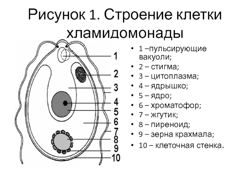 Рисунке 1 рисунок 1 структура. Chlamydomonas клеточная стенка. Функция цитоплазмы у хламидомонады. Строение и функции пиреноид. Органоиды клетки хламидомонады.