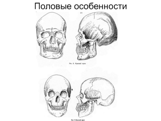 Методика измерения черепа краниометрия. Половые отличия черепа. (Тема 2)