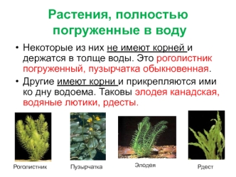 Растения, полностью погруженные в воду