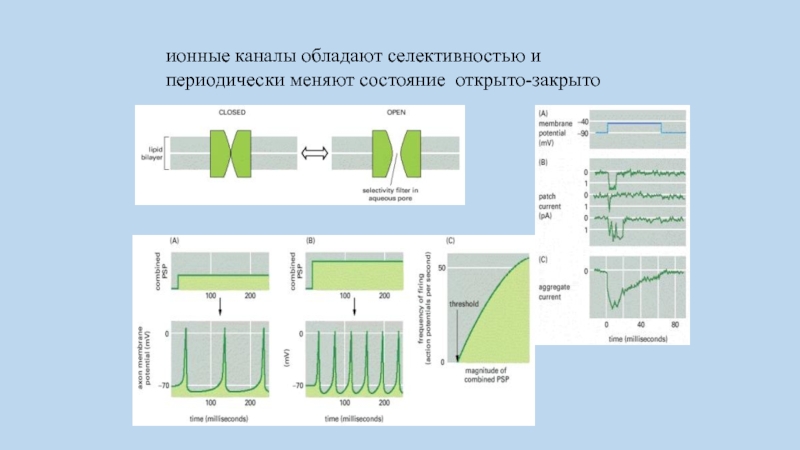 Открытое состояние. Ионные каналы обладают:. Селективность ионных каналов. Классификация ионных каналов по селективности. Проводимость и селективность ионных каналов.