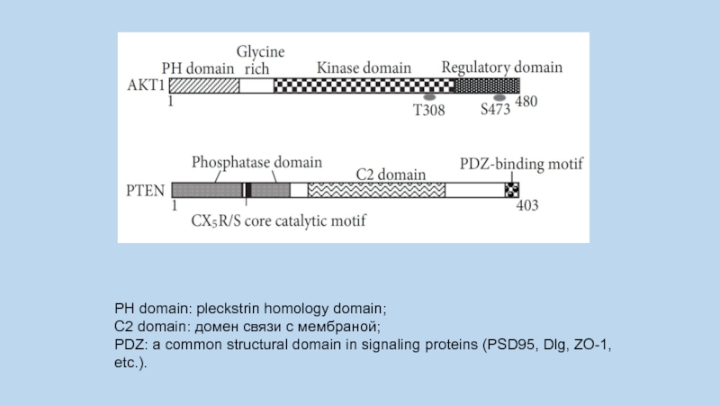 The c2 domain calcium-binding motif investing betting information sites