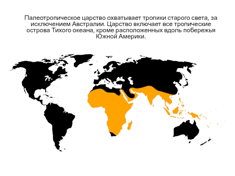 Австралийское царство презентация