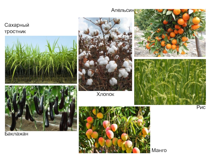 Сахарный тростник центр происхождения культурных растений. Манго и сахарный тростник. Рис и сахарный тростник центр происхождения.