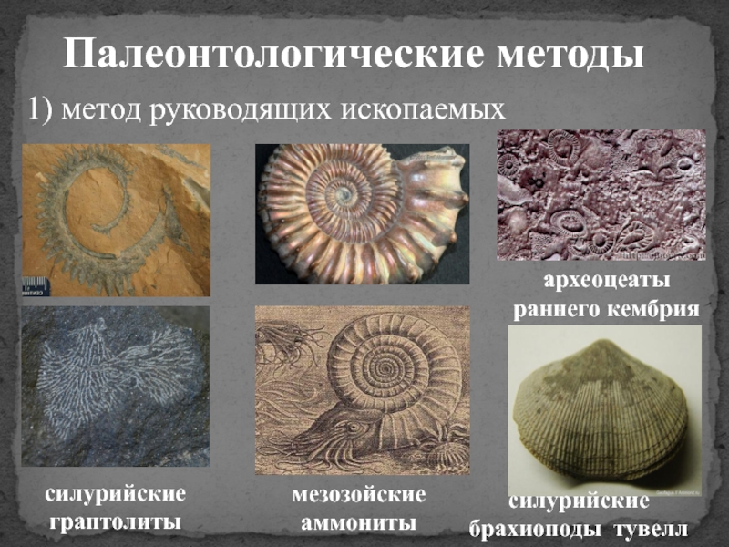 Наука изучающая развитие живой природы по окаменелостям
