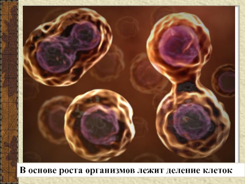 Живые организмы накопители различных элементов презентация