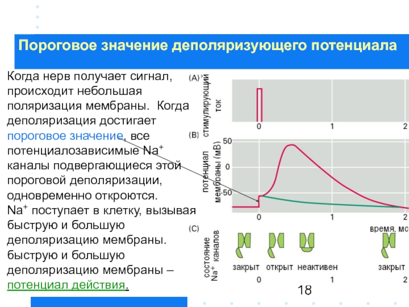 Пороговое значение. Деполяризация мембраны это. Генерация и распространение потенциала действия. Механизм генерации и распространения потенциала действия. Деполяризация это в физиологии.