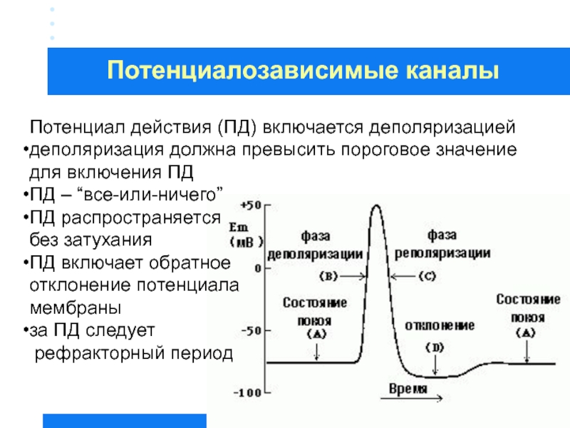 Потенциал действия. Деполяризация мембранного потенциала. Потенциал действия мембраны формула. Механизм генерации и распространения потенциала действия. Мембранный потенциал график.