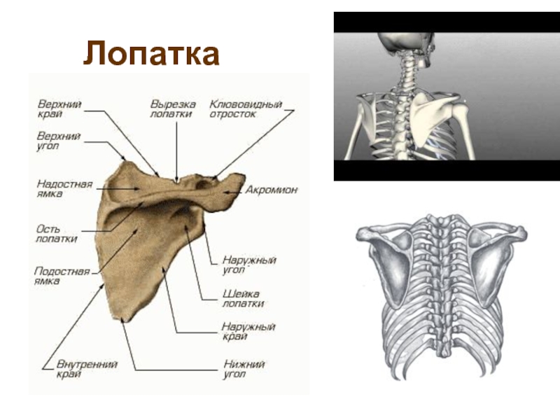 Лопатка человека анатомия. Лопатка анатомия вид спереди. Лопатка анатомия Синельников. Лопаточная кость строение.
