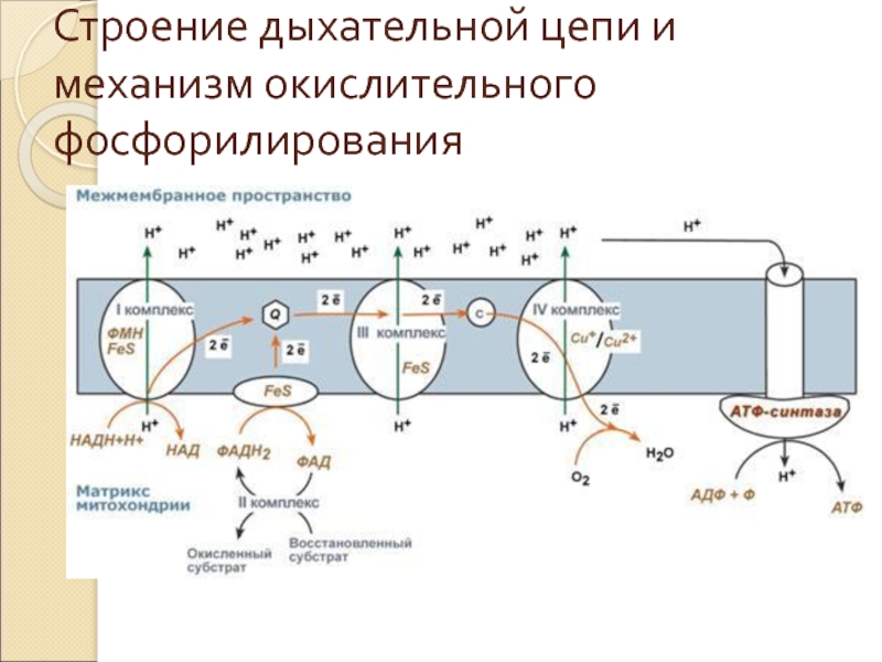 Схема цпэ для изоцитрата