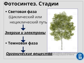 Стадии фотосинтеза