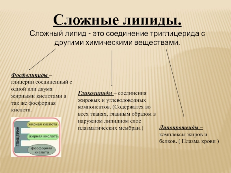 Глицерин липид. Классификация липидов. Сложные липиды. Липиды это жиры. Химические свойства липидов.