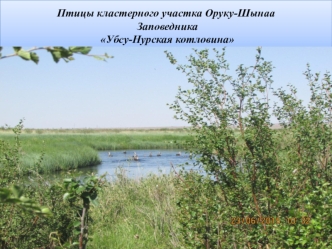 заповедный урок СААЯ