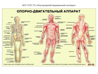 Опорно-двигательная система