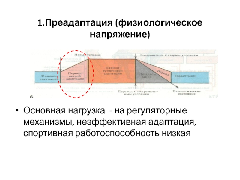 Примеры преадаптации. Регуляторные механизмы. Адаптация к мышечной деятельности. Адаптационно-Регуляторная теория. Процессы согласования активности мышц