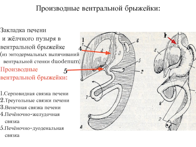 Брыжейка яичника