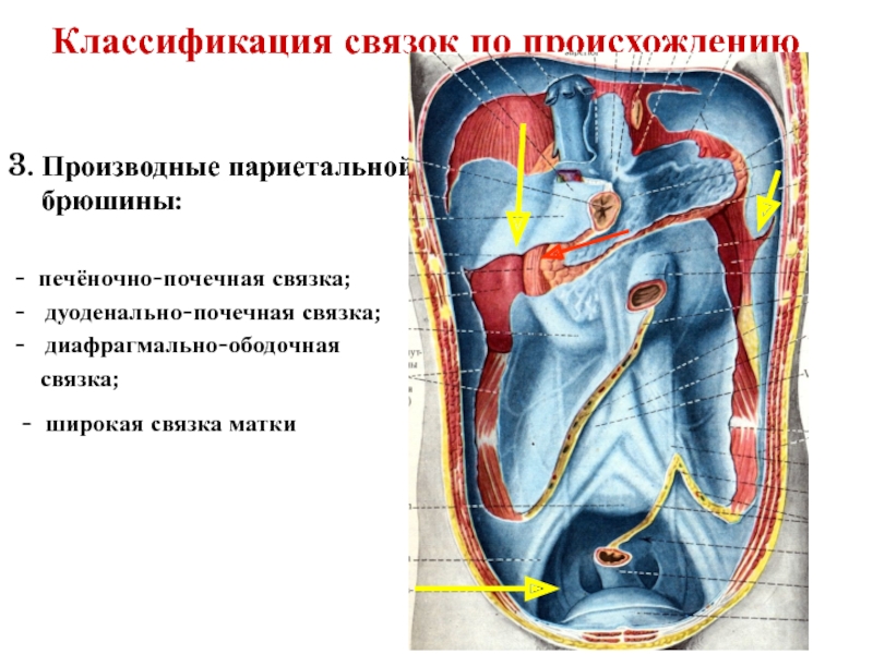 Отношение органов. Печень и брюшина анатомия. Печеночно почечная связка. Связки брюшной полости. Производные брюшины связки.