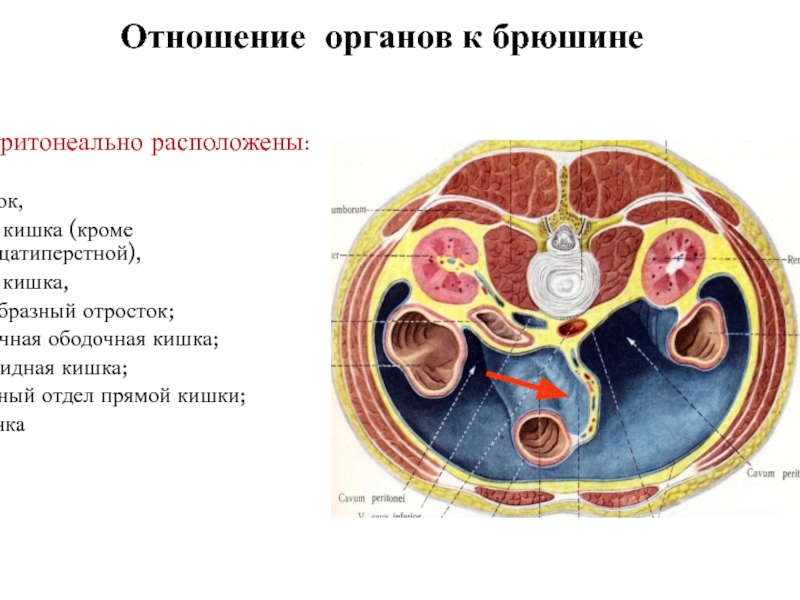 Брюшная полость и забрюшинное пространство