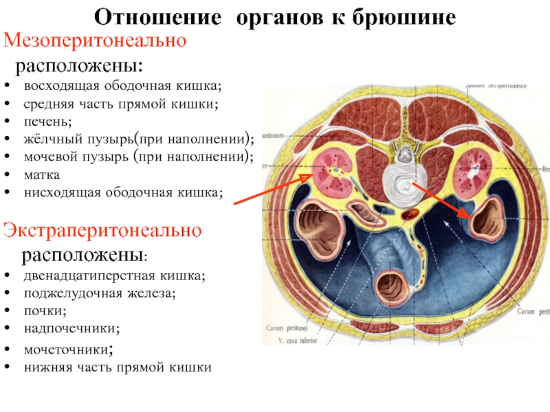 Органы забрюшинного пространства