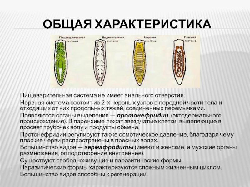 Нервная система плоских червей. Строение пищеварительной системы плоских червей. Тип плоские черви пищеварительная система. Пищеварительная система плоских червей 7 класс. Основные системы органов плоских червей пищеварительная.