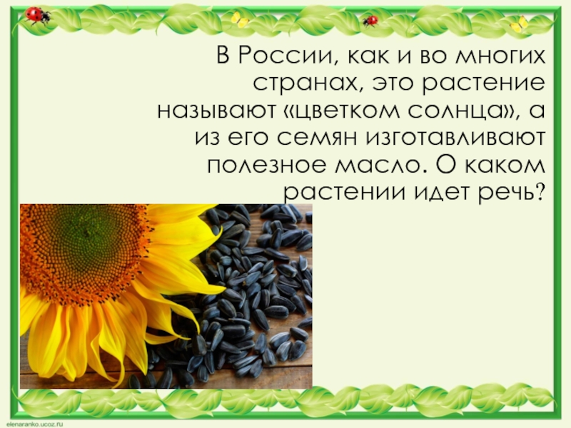 О каком цветке идет речь. О каком растении идет речь. Что называют цветком солнца. Как зовут растение.