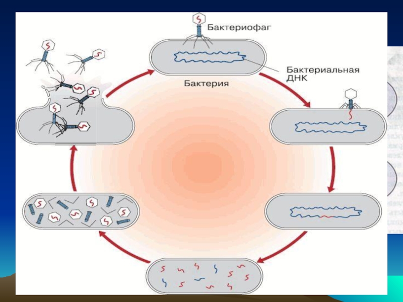 Наличие обмена веществ вирусы