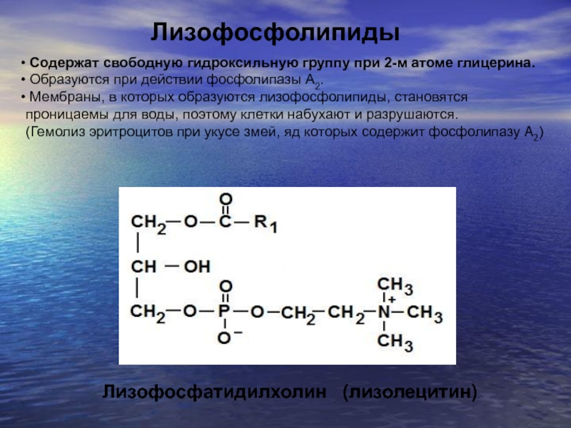 Фосфолипид фермент. Лизофосфолипид. Лизоформы фосфолипидов. Лизофосфолипид формула. 2-Лизофосфолипид.