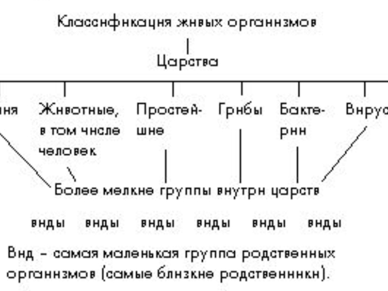 Близкие виды объединяются в один род например ворона ворон галка схема