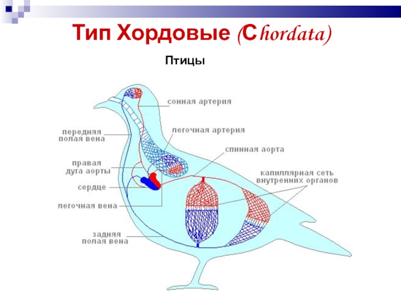 4 типа хордовых. Хордовые птицы. Представители хордовых птиц. Тип Хордовые класс птицы. Тип Хордовые класс птицы строение.