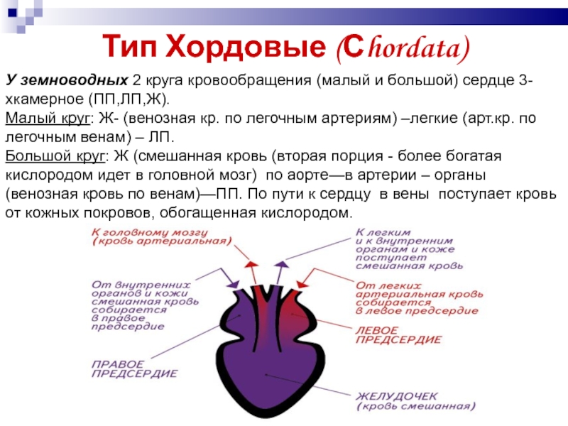 Эволюция сердца у земноводных. Малый круг кровообращения у земноводных. Эволюция кровеносной системы у земноводных. Два круга кровообращения у земноводных. Большой круг кровообращения у земноводных.