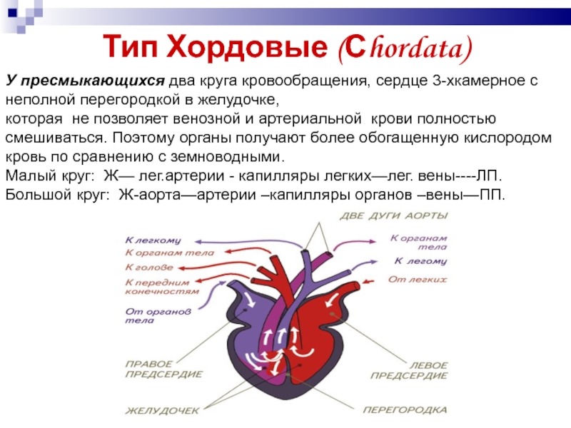 Сердце рептилий состоит. Венозная кровь в желудочке сердца у пресмыкающихся. Пресмыкающиеся кровеносная система круги кровообращения. Малый круг кровообращения пресмыкающихся строение. Строение сердца рептилий.