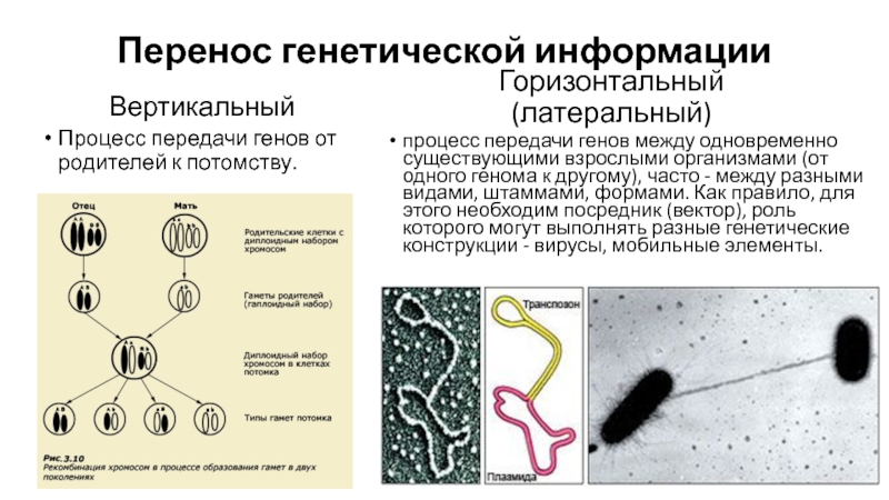 Наследственная информация у бактерий