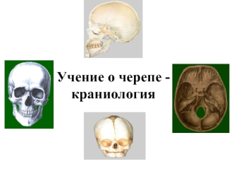 Учение о черепе - краниология