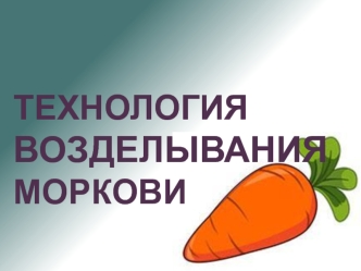 Технология возделывания моркови