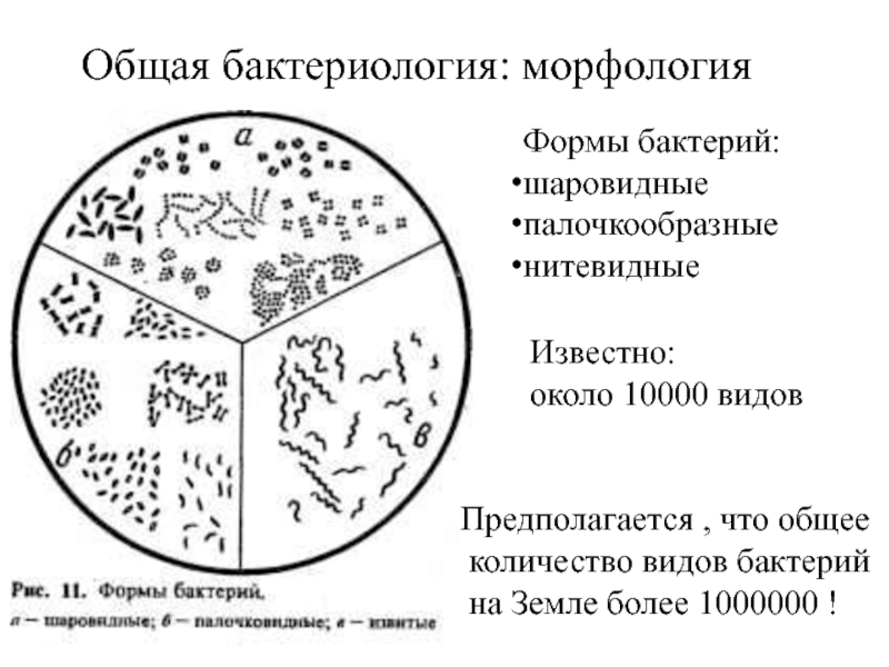 Общее количество видов