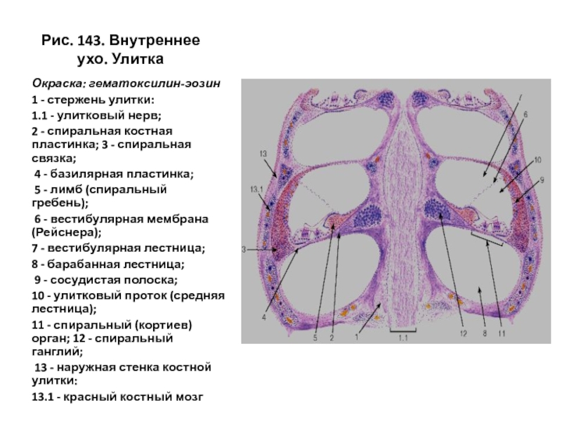 Орган слуха гистология презентация