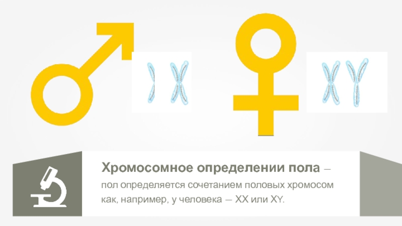 Что определяет пол человека. Генетическая схема хромосомного определения пола. Определение пола у человека. Хромосомное определение пола у человека. Генетическая детерминация пола.