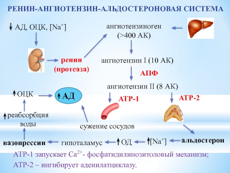 Ренин ангиотензин альдостероновая система презентация