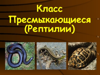 Класс пресмыкающиеся (рептилии)