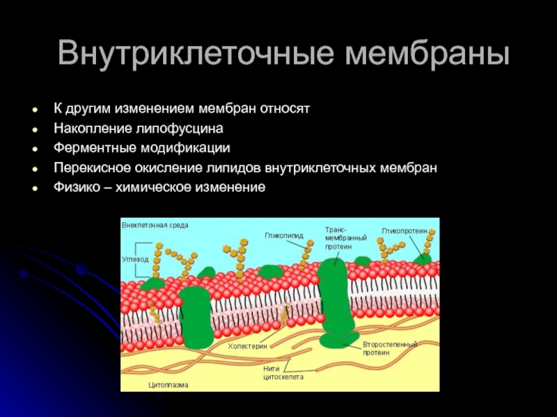 Мембранам относится