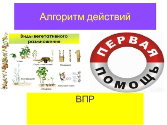 Алгоритм деи&amp;#774;ствии&amp;#774; ВПР