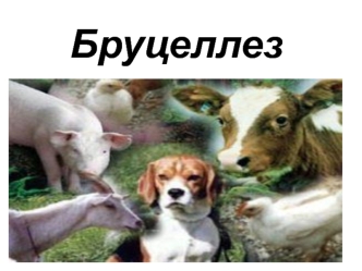 Бруцеллез (мальта қызбасы)