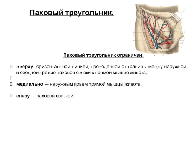 Анатомия паховой области у женщин фото и описание