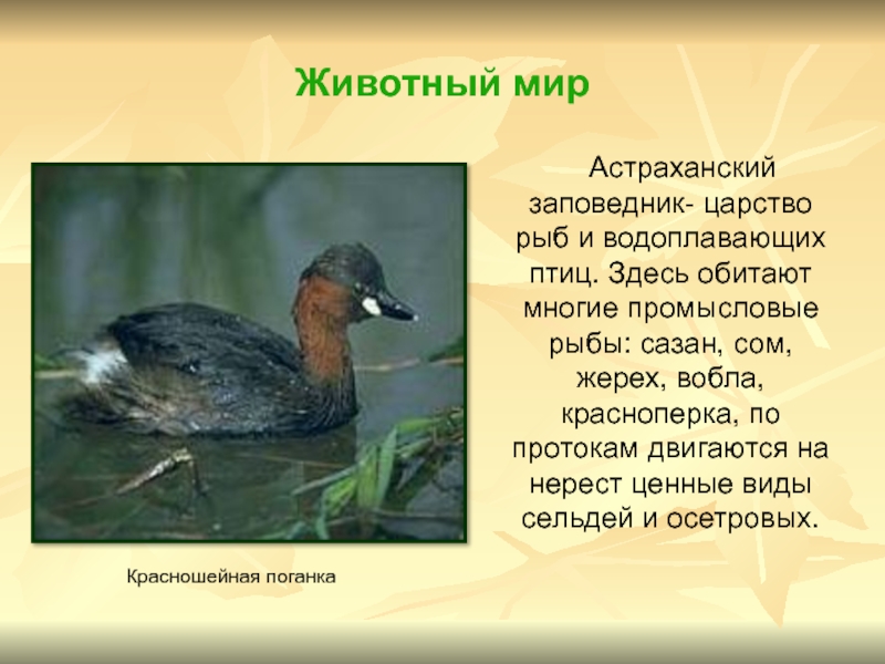 Животный мир      Астраханский заповедник- царство рыб и водоплавающих птиц. Здесь обитают многие