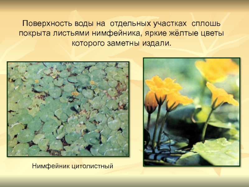 Нимфейник цитолистный Поверхность воды на отдельных участках сплошь покрыта листьями нимфейника, яркие жёлтые цветы которого заметны