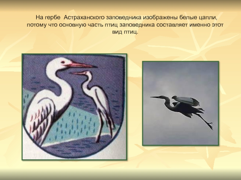 На гербе Астраханского заповедника изображены белые цапли, потому что основную часть птиц заповедника