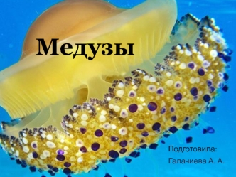 Медузы