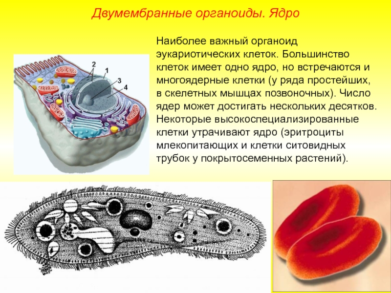 Клетки имеющие два ядра. Ядро – важный двумембранный органоид эукариотической клетки.. Мембранные органоиды эукариотической клетки. Органоиды в ядре эукариот. Двумембранные органоиды клетки ядро.