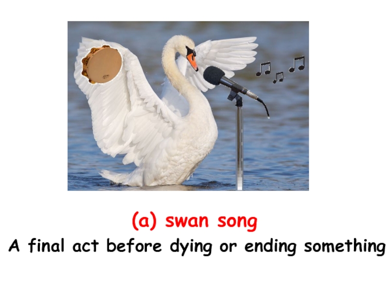 (a) swan song A final act before dying or ending something