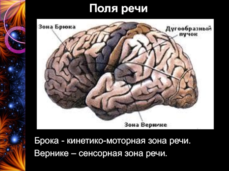 Зона речи. Дугообразный пучок зона Брока зона Вернике. Поле Вернике. Зона Вернике, 22 поле. Речевое поле мозг.